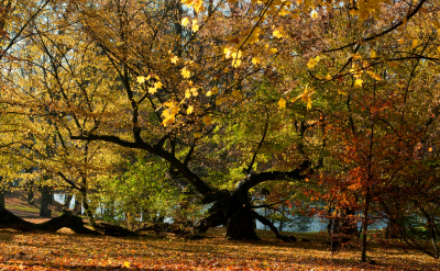 Park-rijen-2010-10