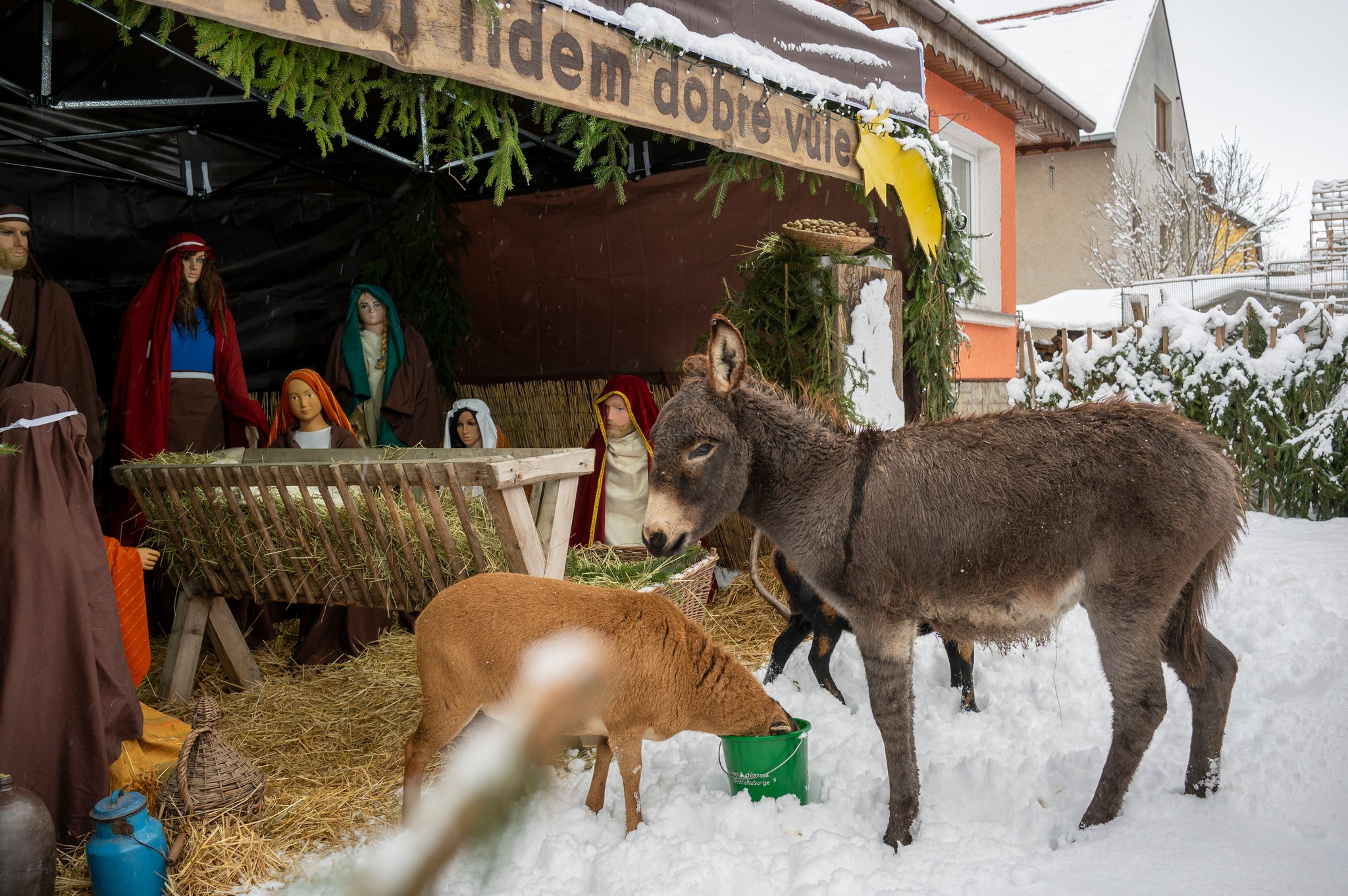 Živý betlém v Pacově